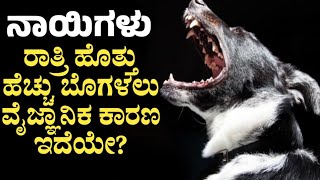 ನಾಯಿಗಳು ರಾತ್ರಿ ಹೊತ್ತು ಹೆಚ್ಚು ಬೊಗಳಲು ಕಾರಣವೇನು? ಆತ್ಮ ಕಾಣಿಸುವುದೇ? ವೈಜ್ಞಾನಿಕ ಕಾರಣ ಇದೆಯೇ?