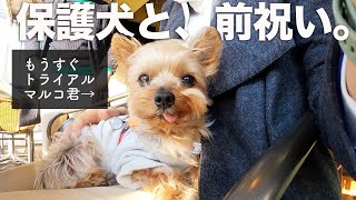 約5ヶ月いた保護犬、トライアル直前お祝い｜Day150