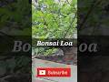 Bonsai Loa Super Bogel