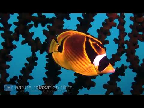 11 HOURS Stunning 4K Underwater Footage + Music Nature Relaxation™ Rare ...