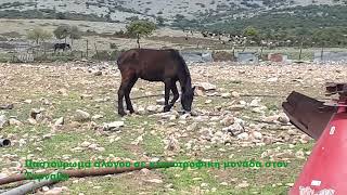 Κακοποίηση ζώων σε κτηνοτροφική μονάδα του Δήμου Τυρνάβου