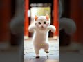 ❤😻🐾cute kitten cat lovecats cats catvideos kittens catlover princesscat kitten