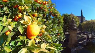 Mosque Cathedral Garden with orange trees