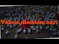 Vaksin ND Lasota pada ayam broiler di umur 10 hari