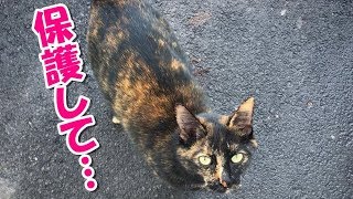 路上に妊娠中の猫が！一人の女性に保護されてすぐに子猫達を出産