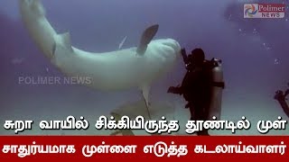 சுறா வாயில் சிக்கியிருந்த தூண்டில் முள் , சாதுர்யமாக முள்ளை எடுத்த கடலாய்வாளர்