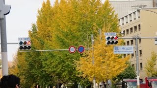 京都　堀川通りのイチョウ並木