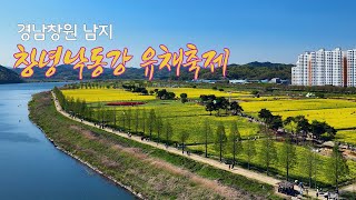 2023 창녕낙동강유채축제 /남지유채꽃축제/ 4월여행지추천