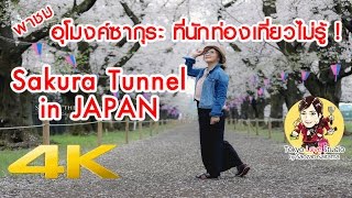 เที่ยวญี่ปุ่น 🔴 ชมอุโมงค์ซากุระ Sakura tunnel Musenyama - 4K