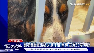 寵物餐廳養雪橇犬.哈士奇 全待「室溫30度」空間｜TVBS新聞 @TVBSNEWS01