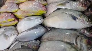 170 types fish available!! sagar fish belathur Kadugodi, sagar fish hoodi Bangalore