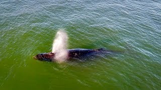 Drone View of Humpback Whale Spraying + Flying Among the Birds