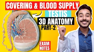 covering of testis anatomy 3d | blood supply of testis anatomy | nerve supply of testis anatomy
