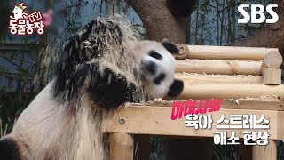 [예고] 꽃보다 불꽃 판다 모녀 아이바오와 쌍둥바오🐼 동물농장에서 판다월드 짤(?) 풉니다✨  | TV 동물농장 | SBS