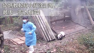 《熊貓早晚安》奶媽教軟萌小胖達走路，最後一抱太有愛！ | iPanda