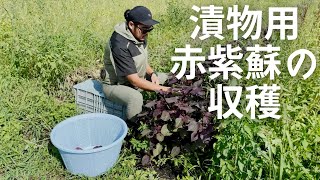 【赤紫蘇は若い芽を使います】赤紫蘇の収穫風景です。若い新芽を使うと香りと風味が良い気がします。