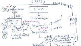 Schneid Guide to Renin Angiotensin Aldosterone System