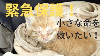 仔猫が道路にうずくまっていました20230602