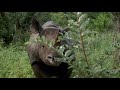 malilangwe scouts on patrol tracking black rhino