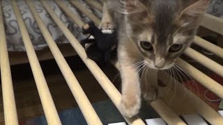 猫脱走防止柵渡れたにゃ！DIY-Kitten could walk a fence.【ふみふみ猫ミレイ】