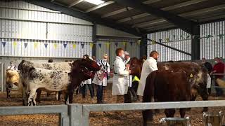 FarmingLife - Ep9 | National Shorthorn Show 2021