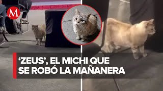 'Zeus', un gato de Palacio Nacional, se dio una vuelta en La Mañanera de AMLO