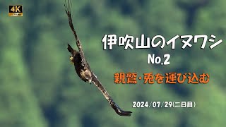 2024 伊吹山のイヌワシ（No.2）獲物を運び込む【4ｋ】／山岳詩＿NikonＺ9