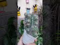 beautiful cactus plant viral viralvideos viralhacks yt ytviral cactus