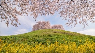 [ 4K UltraHD ] さきたま古墳の桜 - Cherry Blossom Trees on a Hill - (shot on Samsung NX1)