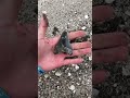 Beautiful Megalodon Shark Tooth Discovery from Florida #shark #shorts #megalodon #sharks #fossils