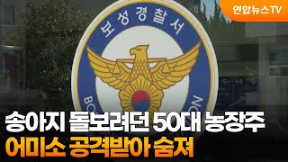 송아지 돌보려던 50대 농장주, 어미소 공격받아 숨져 / 연합뉴스TV (YonhapnewsTV)