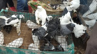 Delhi Jama Masjid bird market / Latest update by Aman