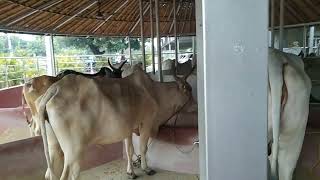 Chintapalli Sai Baba Mandir am  చింతపల్లి సాయి బాబా మందిరం