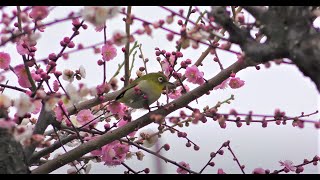 大阪城梅林　丁度見頃となっていました　2020.02.15