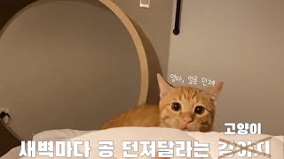 새벽마다 공 던져달라는 강아지..아...아니 고양이