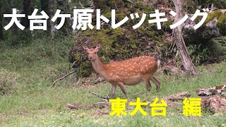 大台ヶ原 トレッキング「東大台 編」HIGASHI ODAIGAHARA. Odaigahara . UNESCO Biosphere reserve.