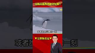 暖化讓南極熱到「科學家能穿短褲拍照」？！冰層消失「5個不列顛群島大」企鵝恐無地生存！@57BreakingNews #short