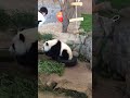 笹より飼育員さんの結ちゃん🎀 panda パンダ 白浜 アドベンチャーワールド yuihin 結浜