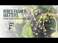 Ribes Family Matters: currants, gooseberries, jostaberries