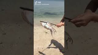 在阿联酋钓乌贼🦑Fishing in Dubai