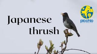 3 minutes of singing Japanese thrush クロツグミのさえずり | Picchio Wildlife Research Center ピッキオ