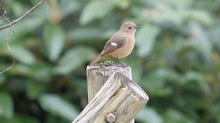 権現山のジョウビタキ（雌）の地鳴き　その７（4K動画）