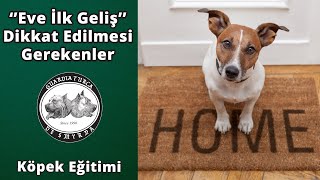 Köpek Eğitiminde İlk Adımlar - Köpeğiniz Eve İlk Geldiğinde Ne Yapmalısınız?