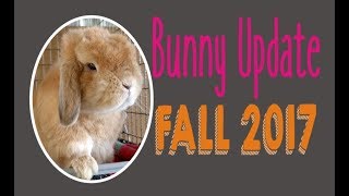 Bunny Update - Fall 2017