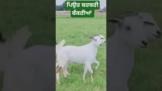 ਪਿਉਰ ਬਰਬਰੀ ਬੱਕਰੀਆਂ