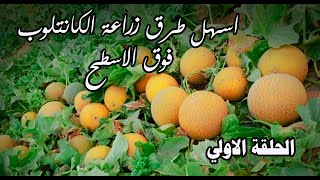 تعلم  زراعة الكانتلوب فوق الأسطح بخطوات بسيطة وانتاج وفيرcantaloupe cultivation @ta3alam.elzera3a