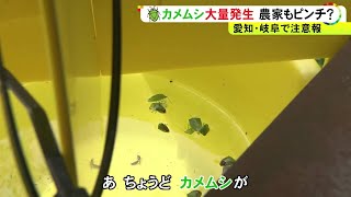 去年の大量発生後冬を越える…暖かくなり『カメムシ』が再び全国で増加 エサの実がなくなって畑や市街地へ