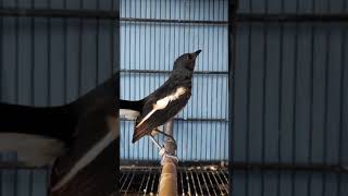 Memancing suara burung kacer trotolan agar gacor