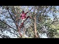 harvesting kewra fruits at noakhali iceland