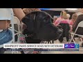 Nonprofit pairs veterans with service dogs